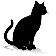 Cat 4