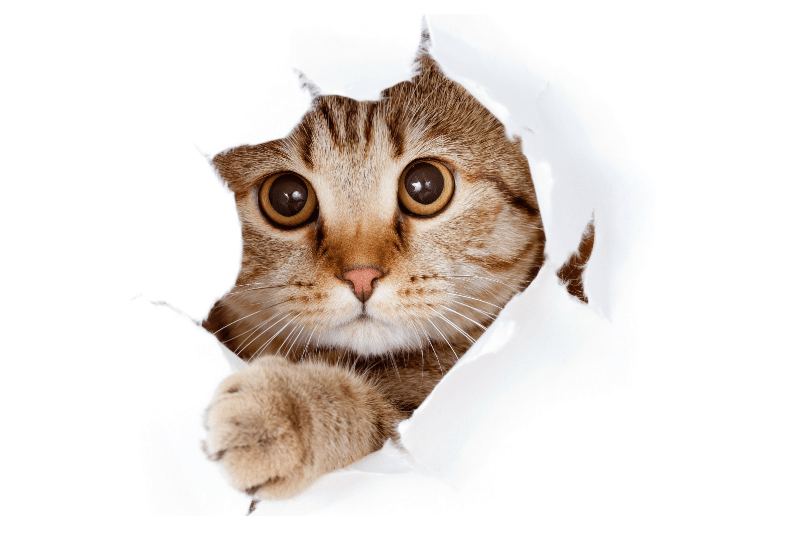 CatText-1