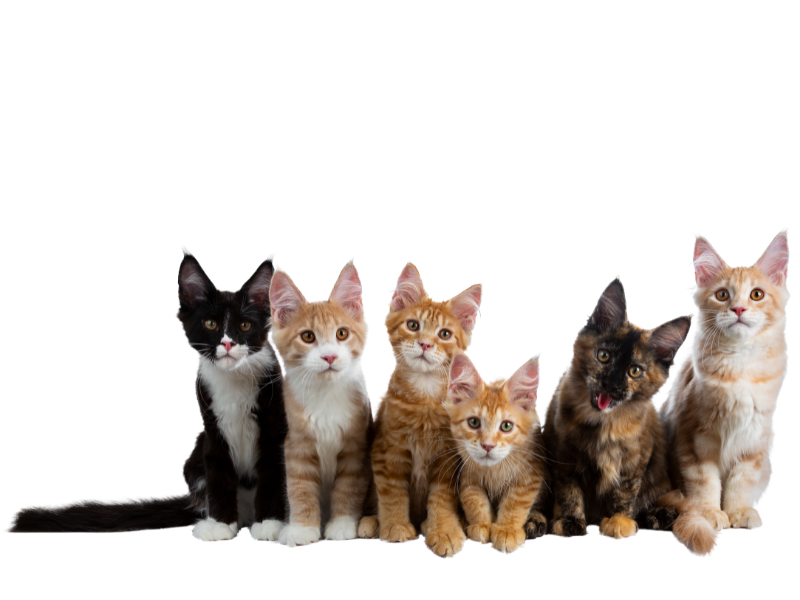 Kitten-White-bg Kitten-White-bg